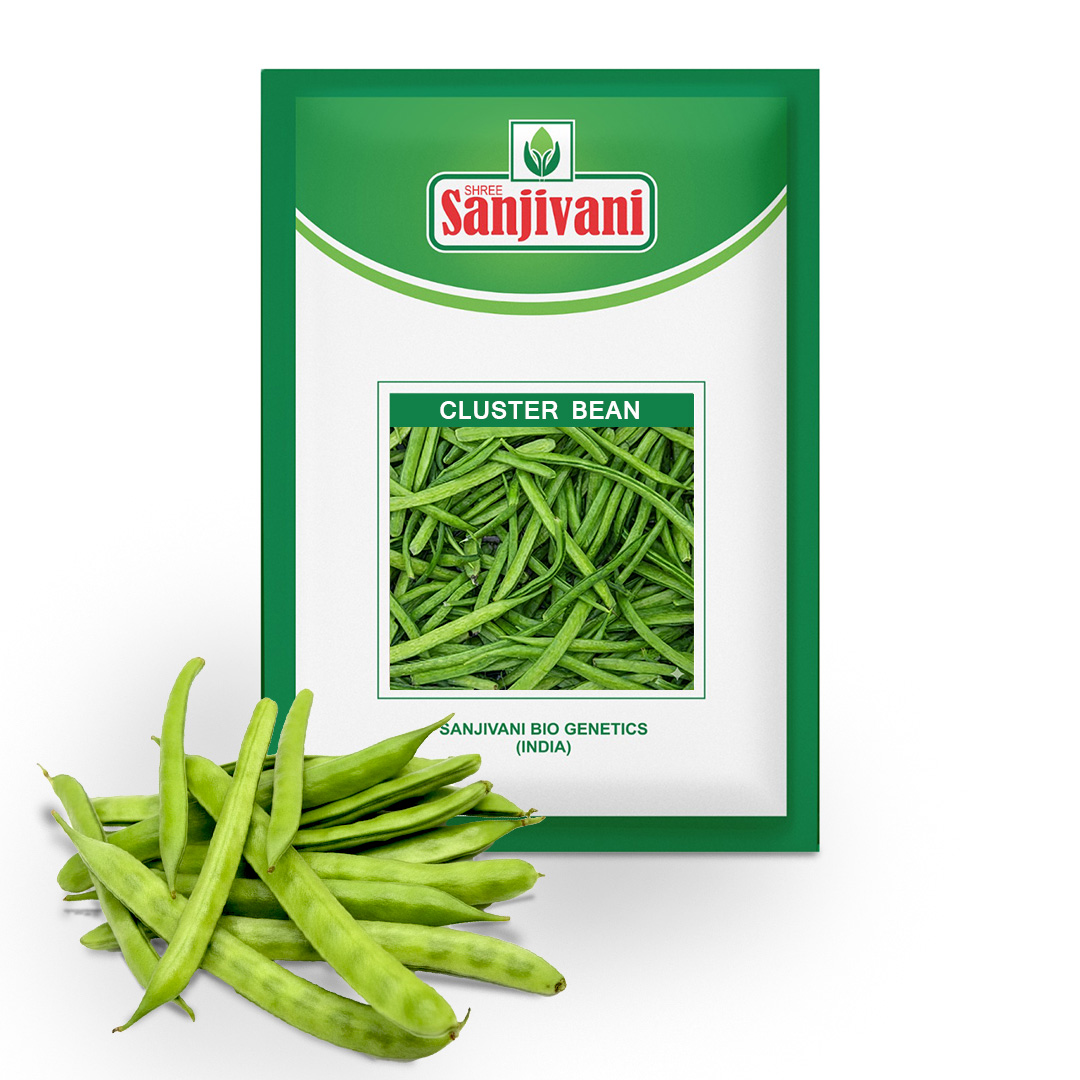 Cluster Bean (Guar) Seeds KGP